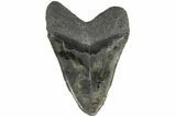 5.75" Fossil Megalodon Tooth - South Carolina - #203033-1